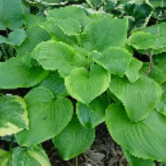 Hosta Paradise Sunshine Funkia Rośliny od Ogrodnika Szkółka Barcikowscy