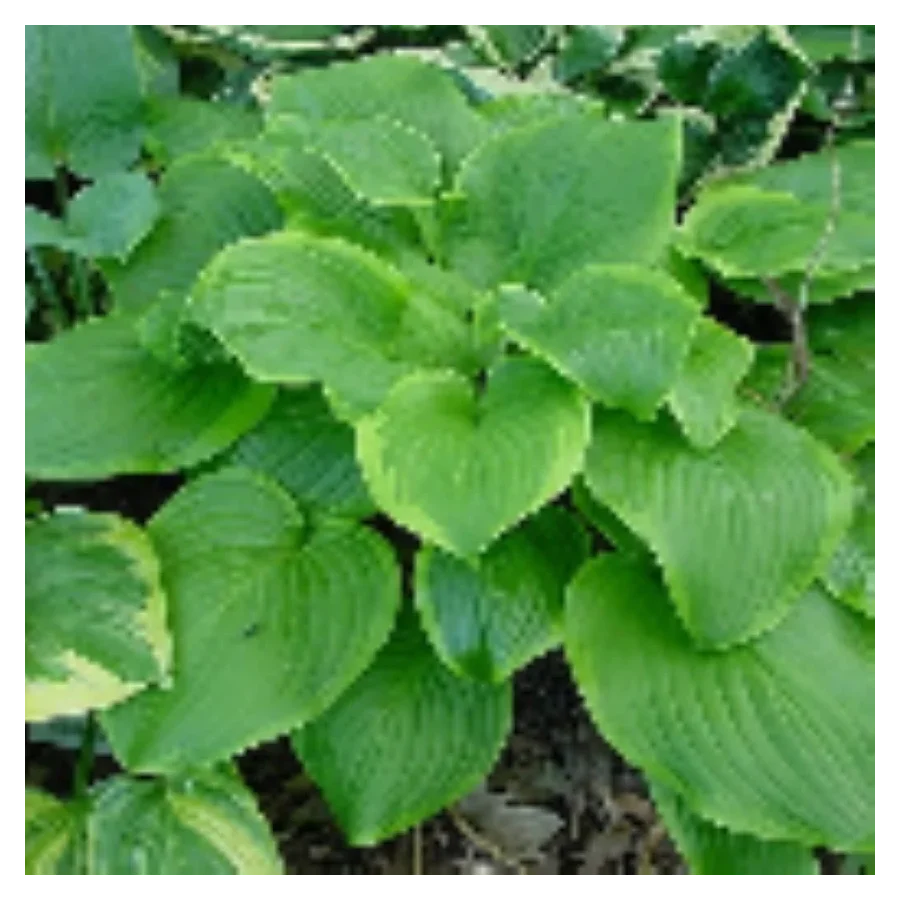 Hosta Paradise Sunshine Funkia Rośliny od Ogrodnika Szkółka Barcikowscy