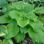 Hosta Paradise Sunshine Funkia Rośliny od Ogrodnika Szkółka Barcikowscy