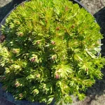 Saxifraga arendsii Floral Carpet/Blutenteppich Skalnica Arendsa - Rośliny od Ogrodnika Szkółka Barcikowscy