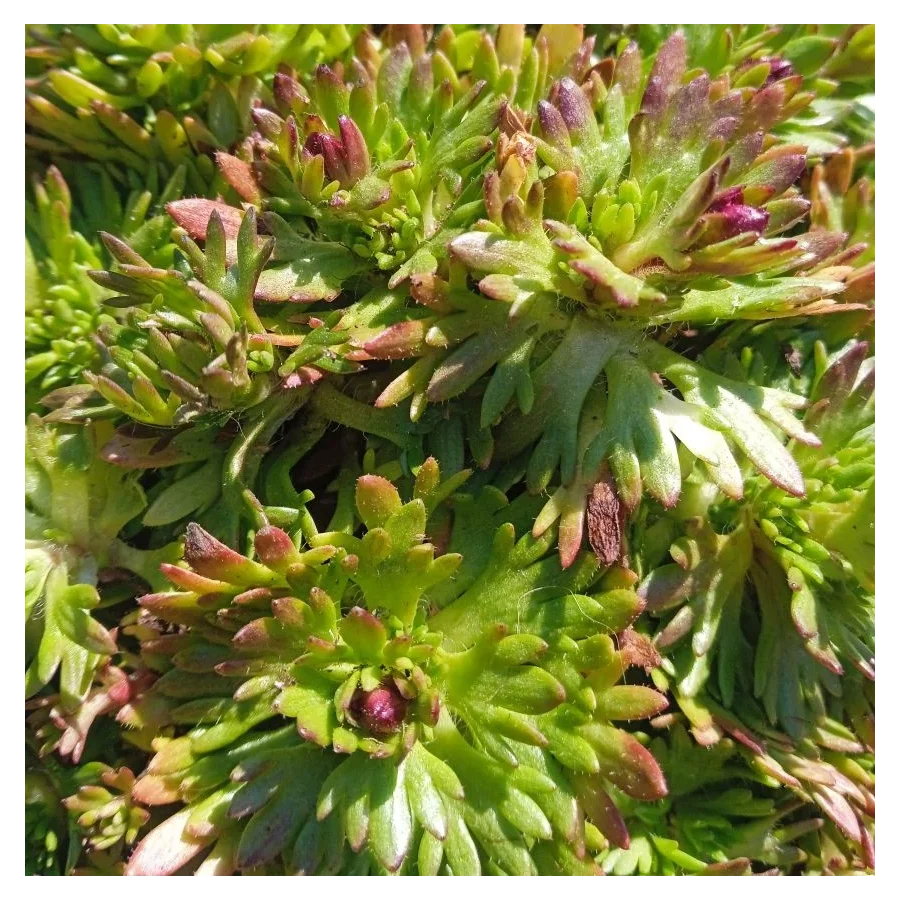 Saxifraga arendsii Floral Carpet/Blutenteppich Skalnica Arendsa - Rośliny od Ogrodnika Szkółka Barcikowscy