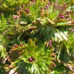 Saxifraga arendsii Floral Carpet/Blutenteppich Skalnica Arendsa - Rośliny od Ogrodnika Szkółka Barcikowscy