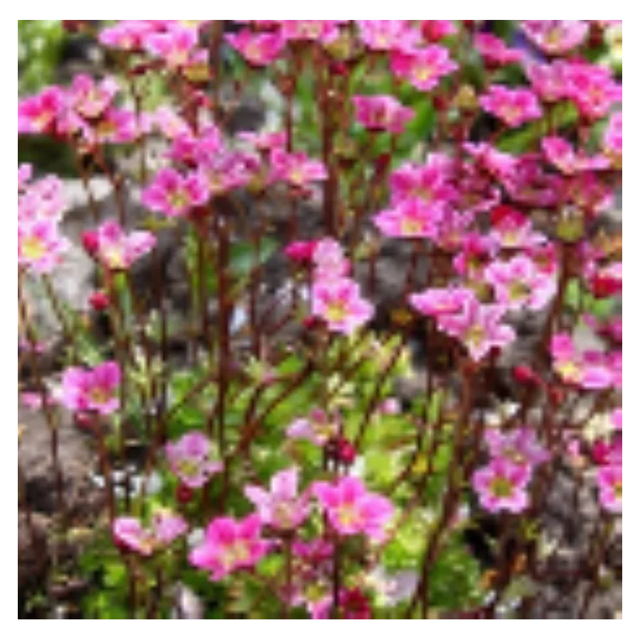 Saxifraga arendsii Floral Carpet/Blutenteppich Skalnica Arendsa - Rośliny od Ogrodnika Szkółka Barcikowscy