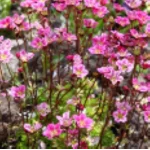 Saxifraga arendsii Floral Carpet/Blutenteppich Skalnica Arendsa - Rośliny od Ogrodnika Szkółka Barcikowscy