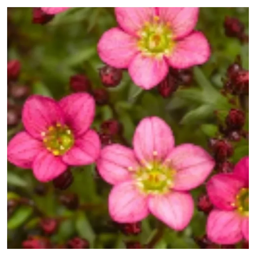 Saxifraga arendsii Floral Carpet/Blutenteppich Skalnica Arendsa - Rośliny od Ogrodnika Szkółka Barcikowscy