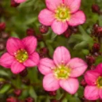 Saxifraga arendsii Floral Carpet/Blutenteppich Skalnica Arendsa - Rośliny od Ogrodnika Szkółka Barcikowscy