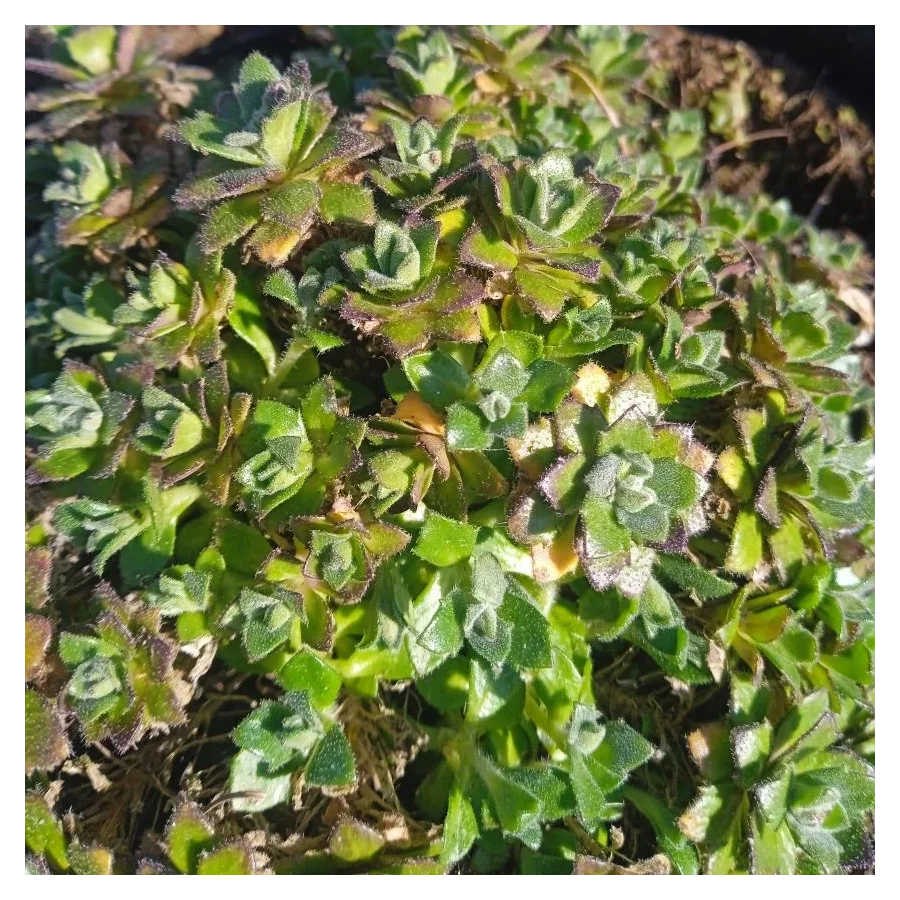 Aubrieta deltoides Blaumeise Żagwin- Rośliny od Ogrodnika Szkółka Barcikowscy