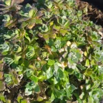 Aubrieta deltoides Blaumeise Żagwin- Rośliny od Ogrodnika Szkółka Barcikowscy