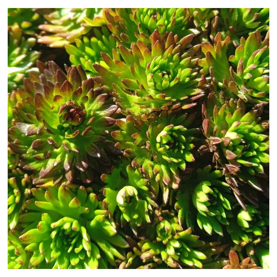 Saxifraga arendsii Purple Carpet / Purpurteppich Skalnica Arendsa - Rośliny od Ogrodnika Szkółka Barcikowscy