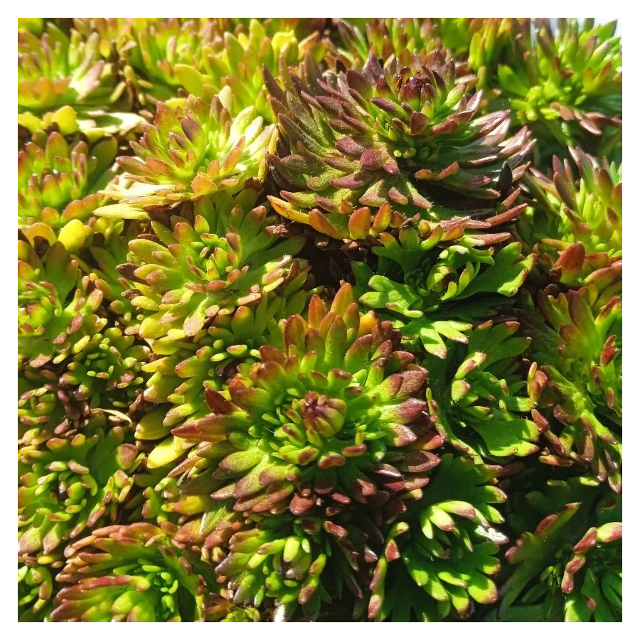 Saxifraga arendsii Purple Carpet / Purpurteppich Skalnica Arendsa - Rośliny od Ogrodnika Szkółka Barcikowscy