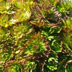 Saxifraga arendsii Purple Carpet / Purpurteppich Skalnica Arendsa - Rośliny od Ogrodnika Szkółka Barcikowscy