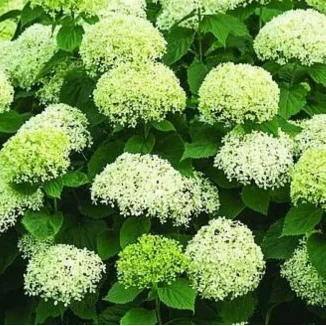 Hydrangea BellaRagazza Limetta Hortensja bukietowa- Rośliny Od Ogrodnika Szkółka Barcikowscy