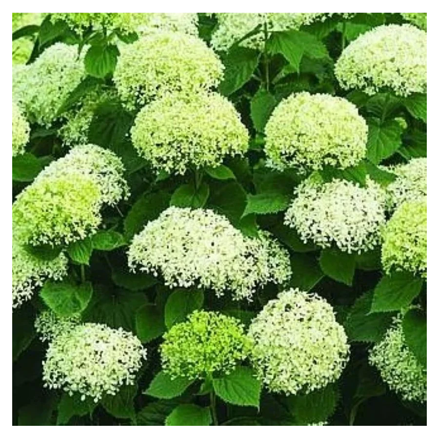 Hydrangea BellaRagazza Limetta Hortensja bukietowa- Rośliny Od Ogrodnika Szkółka Barcikowscy