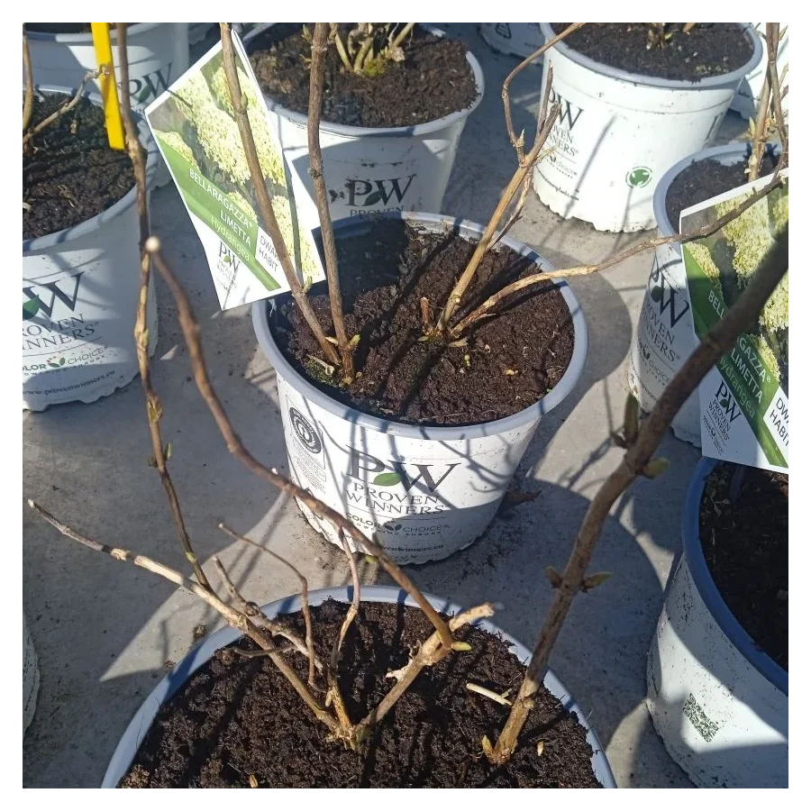 Hydrangea BellaRagazza Limetta Hortensja bukietowa- Rośliny Od Ogrodnika Szkółka Barcikowscy