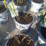 Hydrangea BellaRagazza Limetta Hortensja bukietowa- Rośliny Od Ogrodnika Szkółka Barcikowscy