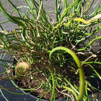 Juncus effusus Spiralis Sit- Rośliny od Ogrodnika Szkółka Barcikowscy