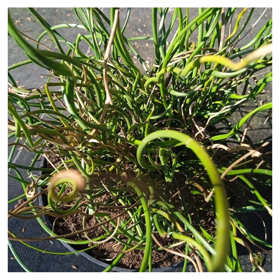 Juncus effusus Spiralis Sit- Rośliny od Ogrodnika Szkółka Barcikowscy