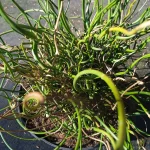 Juncus effusus Spiralis Sit- Rośliny od Ogrodnika Szkółka Barcikowscy