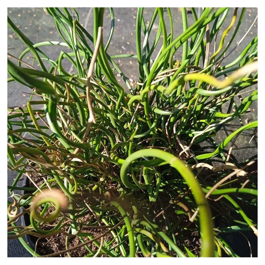 Juncus effusus Spiralis Sit- Rośliny od Ogrodnika Szkółka Barcikowscy