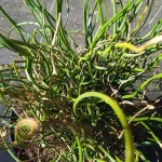 Juncus effusus Spiralis Sit- Rośliny od Ogrodnika Szkółka Barcikowscy