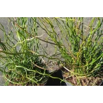 Juncus effusus Spiralis Sit- Rośliny od Ogrodnika Szkółka Barcikowscy