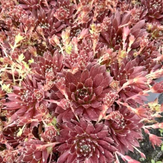 Sempervivum Rojnik- Rośliny od Ogrodnika Szkółka Barcikowscy