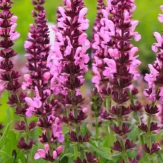 Salvia nemorosa Pink Paradise Szałwia- Rośliny od Ogrodnika Szkółka Barcikowscy