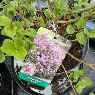 Syringa meyeri Palibin Lilak- Rośliny od Ogrodnika Szkółka Barcikowscy