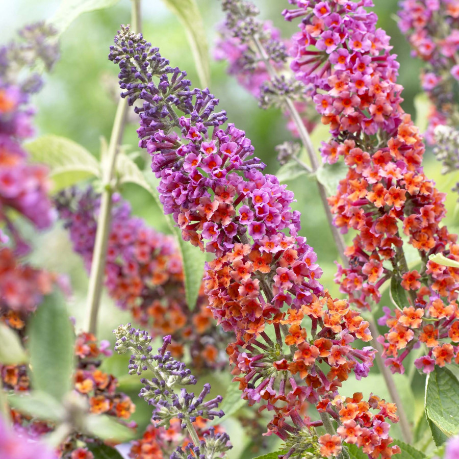 Buddleja Davidii Flower Power Budleja Buddleja Davidii Flower Power Budleja
