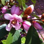 Magnolia Fairy Blusch