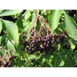 Sambucus Nigra Bez Czarny