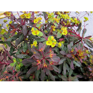 Euphorbia Walberton's Ruby Glow Wilczomlecz
