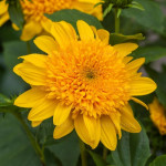 Helianthus Double Whammy Słonecznik