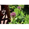 GardenBox - gotowy projekt rabaty kwiatowej w skali 1:1 + 30% rabatu na rośliny!