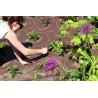 GardenBox - gotowy projekt rabaty kwiatowej w skali 1:1 + 30% rabatu na rośliny!