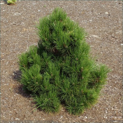 Pinus Malinki Sosna bośniacka Malinki