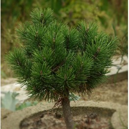 Pinus mugo Minikin Sosna kosodrzewina Minikin