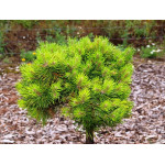 Pinus mugo grune Welle Sosna kosodrzewina Grune Welle