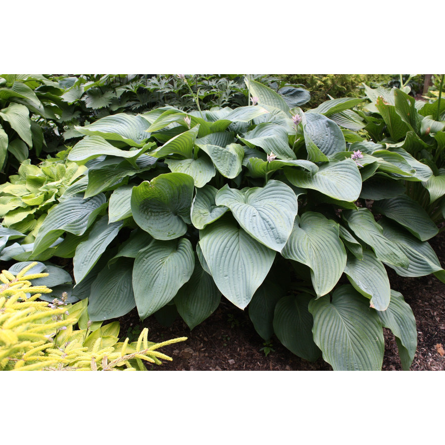 Hosta Empress Wu Funkia