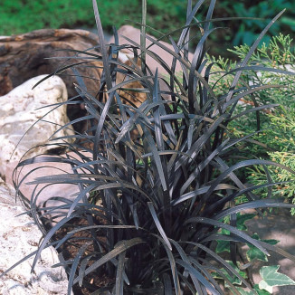Ophiopogon planiscapus Nigrescens Konwalnik