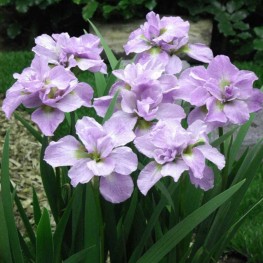 Iris sibirica Kita-No-Seiza Kosaciec syberyjski