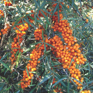 Hippophae rhamnoides Frugana Rkitnik zwyczajny