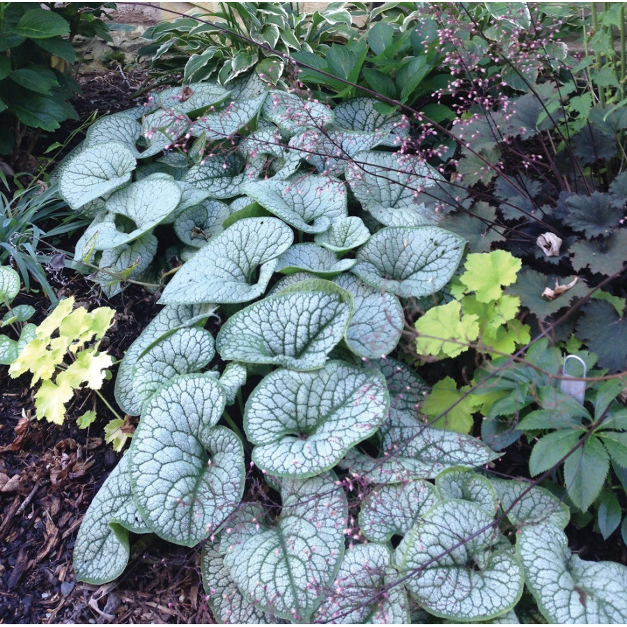 Brunnera Sea Heart