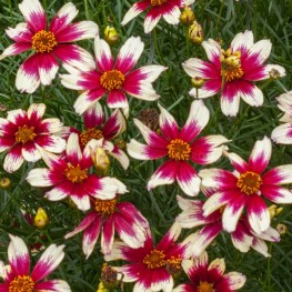 Coreopsis Sunstar Rose Nachyłek