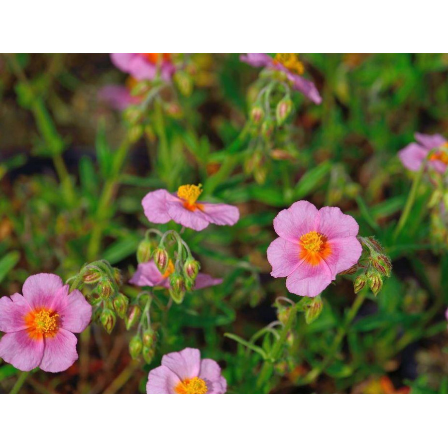 Helianthemum Lawrensons Pink Posłonek