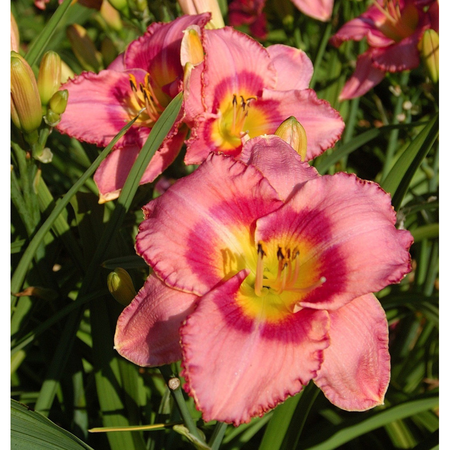 Hemerocallis Dress Pink