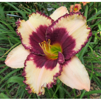 Hemerocalis Exotic Treasure Liliowiec