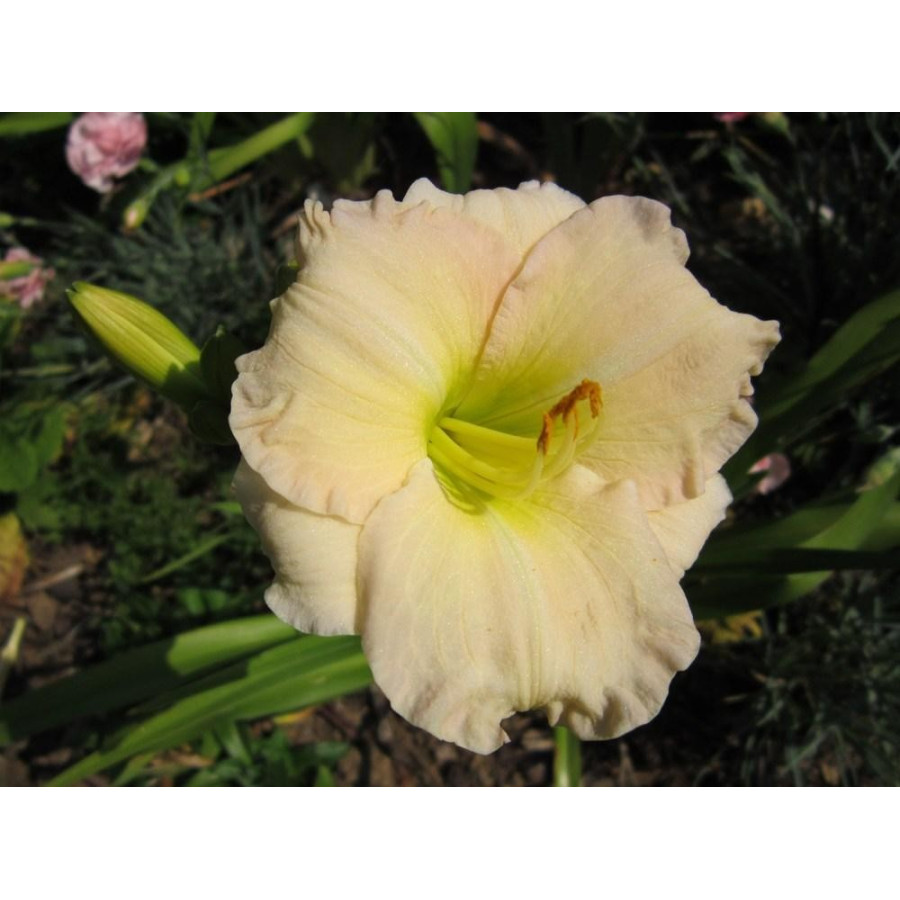 Hemerocallis Longfields Beauty Liliowiec