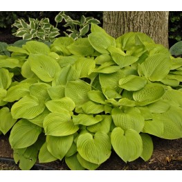 Hosta August Moon Funkia