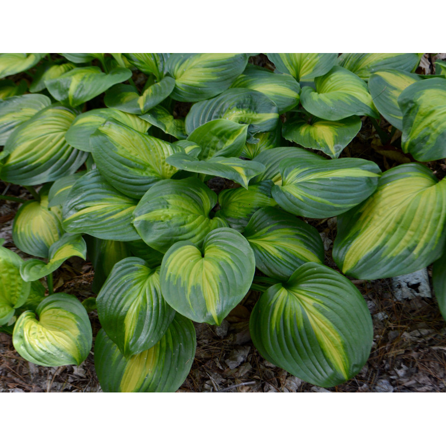 Hosta Cathedral Windows Funkia